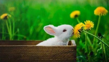 乐鱼体育-九游登录中心：一键入场，安全护航的游戏新体验